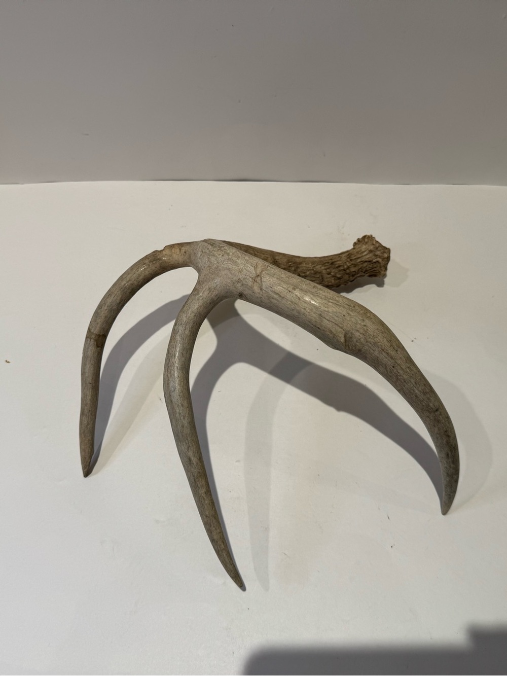 Real Natural Deer Antler Shed | Rustic Cabin & Farmhouse Decor Accent - Picture 5 of 7
